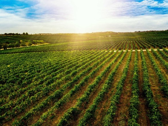 Land of Plenty