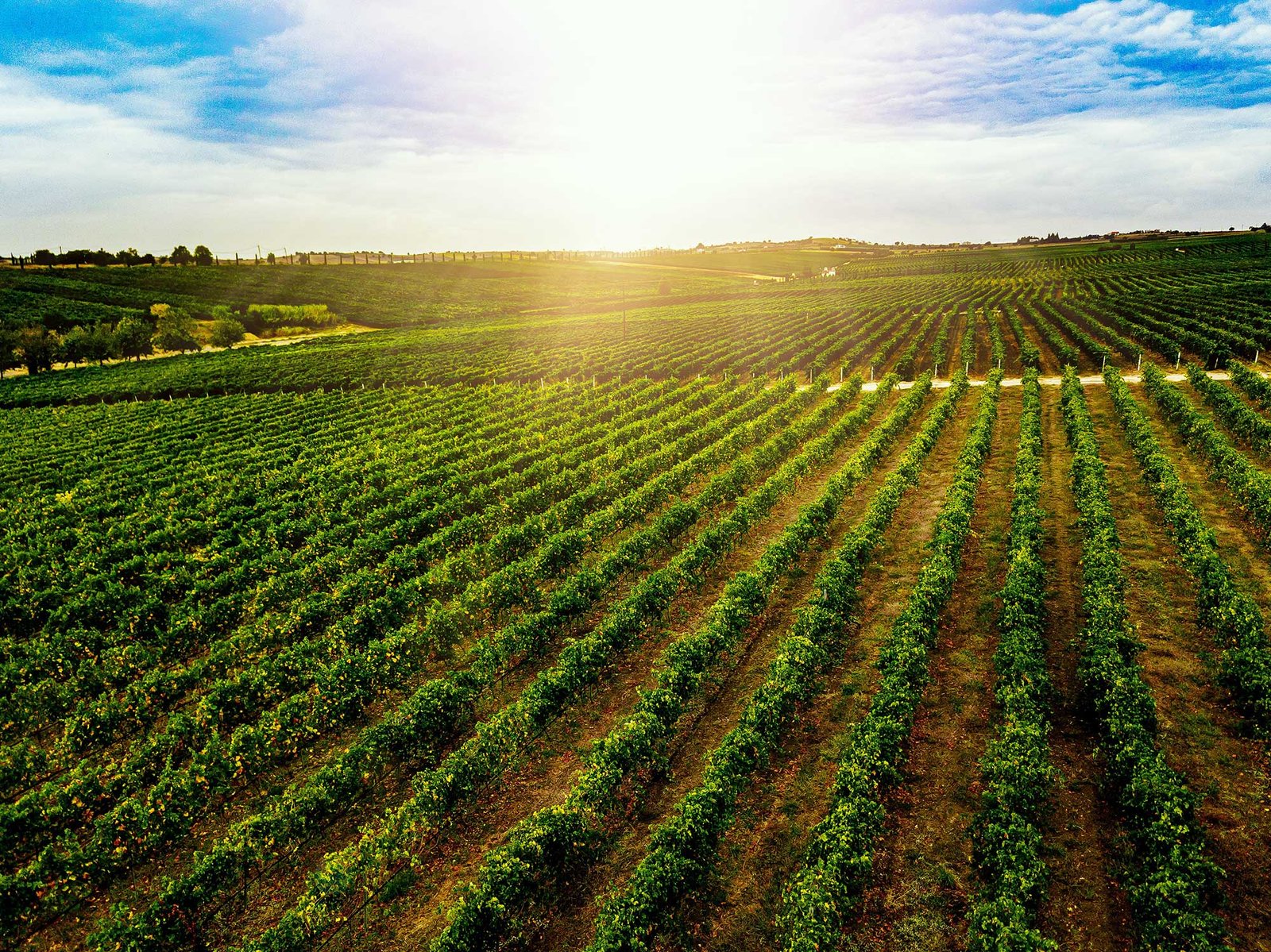 Land of Plenty